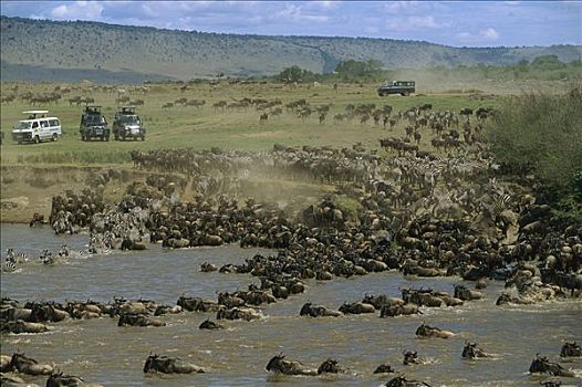 蓝角马,角马,白氏斑马,斑马,迁徙,河,游客,看,交通工具,马赛马拉国家保护区,肯尼亚