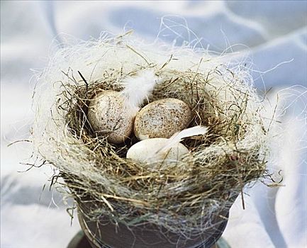 蛋,复活节草巢