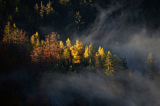 秋日树林,树,雾气,巴特辛德朗,巴伐利亚,德国,欧洲