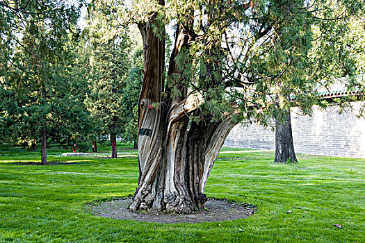 天坛公园中的古树