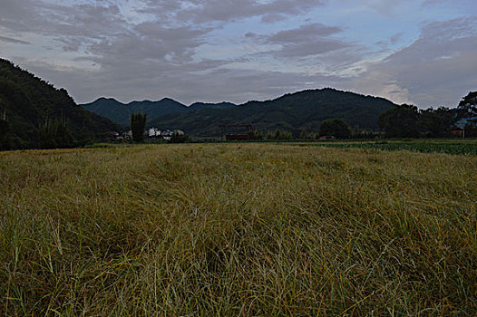 原野深秋