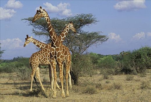 三个,网纹长颈鹿,长颈鹿,萨布鲁国家公园,肯尼亚