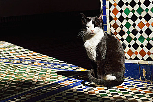 肖像猫坐,在阳光下,梁,瓷砖地板,巴伊亚的宫殿,麦地那,马拉喀什,摩,非洲