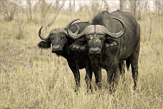 两个,非洲,水牛,南非水牛,非洲水牛,成年,南非