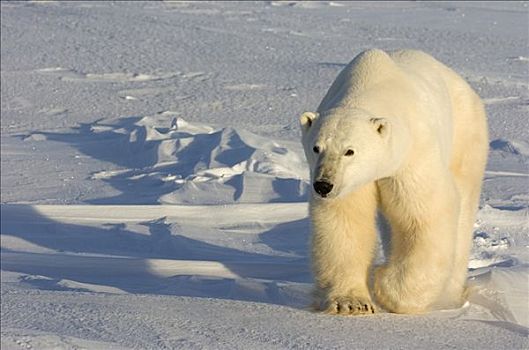 北极熊,走,冰冻,雪盖,地面,丘吉尔市,曼尼托巴,加拿大