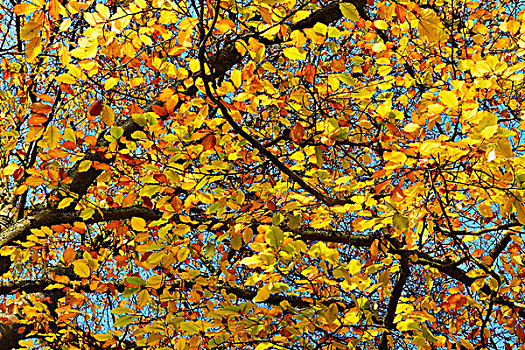 秋天,彩色,山毛榉树,叶子,巴伐利亚,德国