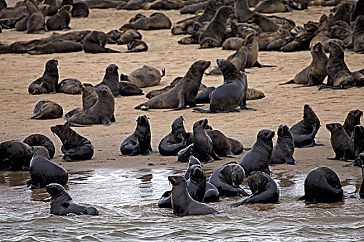 纳米比亚,湾,岬角毛海豹,生物群,骷髅海岸