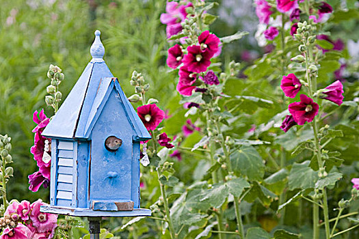 房子,鹪鹩,蓝色,鸟窝,盒子,靠近,蜀葵,伊利诺斯,美国