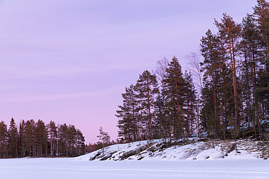 芬兰,区域,松林,湖,冬天,晚间