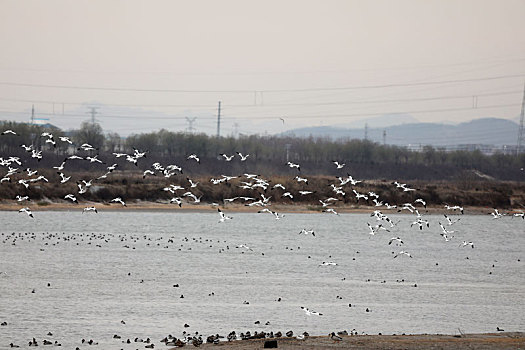 山东省日照市,数万只鸟儿在河滩湿地越冬,场面蔚为壮观