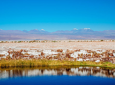 盐湖,泻湖,阿塔卡马沙漠,佩特罗,安托法加斯塔大区,智利,南美