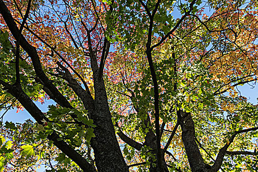 秋天,枫树,仰视,蓝天