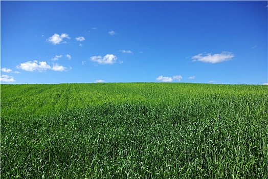 地点,绿色,小麦,蓝天