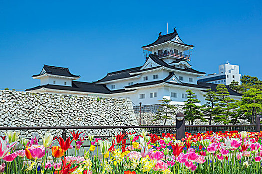 富山,城堡,郁金香