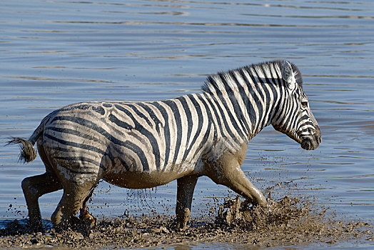 白氏斑马,马,斑马,泥,水,穿过,水坑,埃托沙国家公园,纳米比亚,非洲