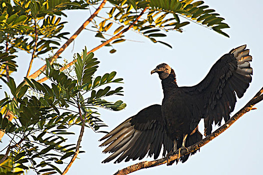 黑美洲鹫,栖息,树枝,翼,省,哥斯达黎加,北美