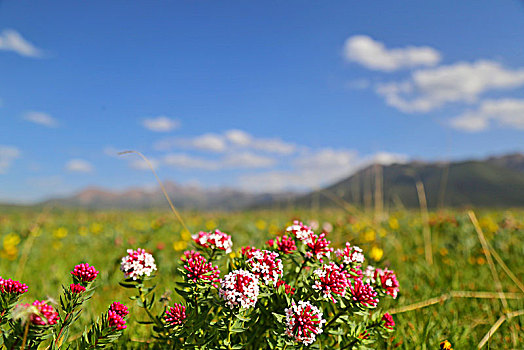 夏至,山丹马场草原美如画