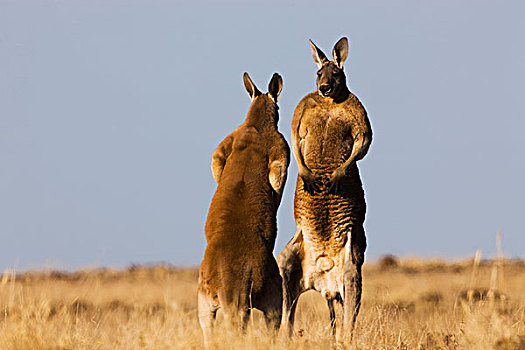 红袋鼠,面对面,争斗,上方,女性,国家公园,新南威尔士,澳大利亚