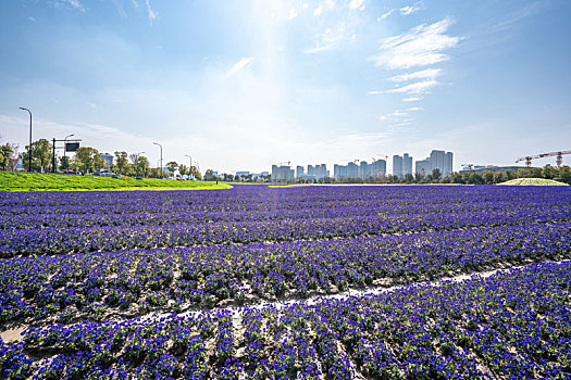 城市花圃