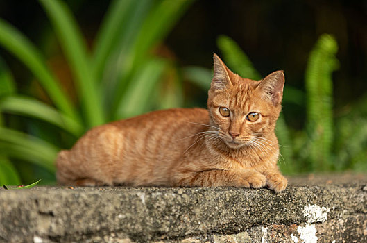 后院花园里玩耍的可爱猫眯