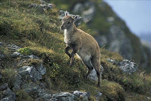 阿尔卑斯野山羊,羱羊,北山羊