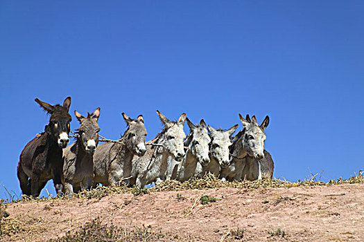 驴,跑,大麦,圣谷,库斯科,区域,秘鲁