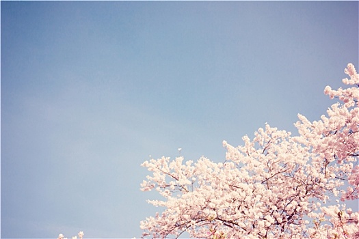 樱花,蓝色,晴空