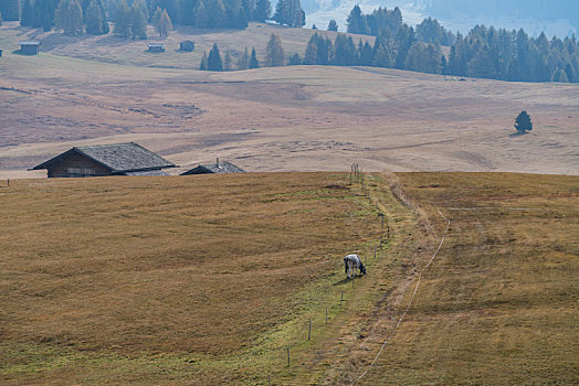 意大利多洛米蒂苏西高原草原的牧场和牛