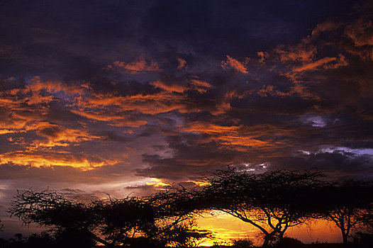 坦桑尼亚,日落,金合欢树