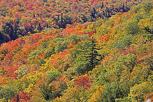 树林,枫树,白杨,针叶树,秋天,小路,布雷顿角岛,新斯科舍省,加拿大