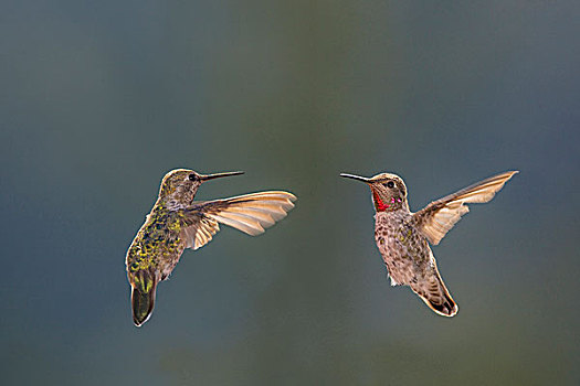 蜂鸟,雄性,雌性,加利福尼亚,美国
