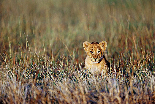 肯尼亚,马赛马拉国家保护区,幼狮,狮子,第一,亮光,大幅,尺寸
