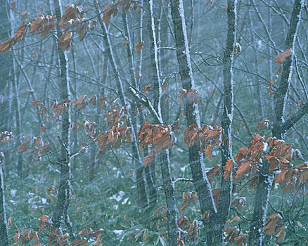 雪,淋浴