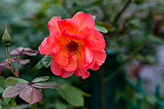 济南街头的蔷薇花