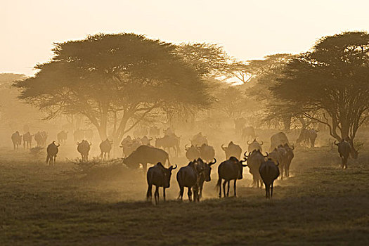 非洲,坦桑尼亚,角马,迁徙