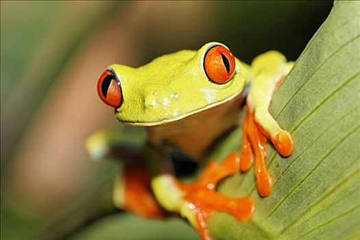 炫丽,红眼树蛙,哥斯达黎加