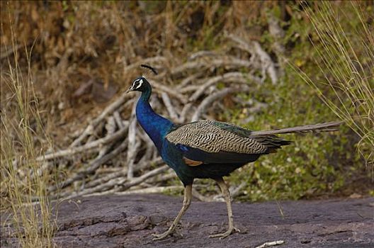 孔雀,蓝孔雀,雄性,国家公园,拉贾斯坦邦,印度