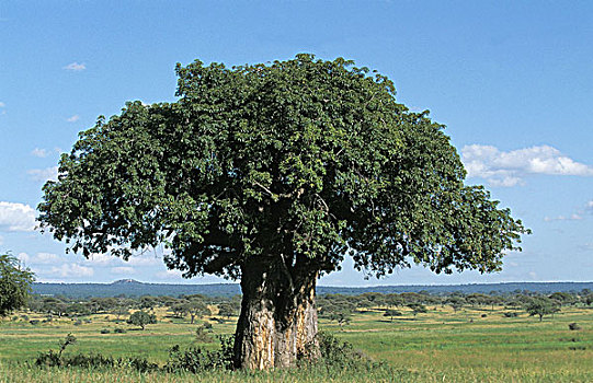 猴面包树,热带草原,塔兰吉雷,公园,坦桑尼亚