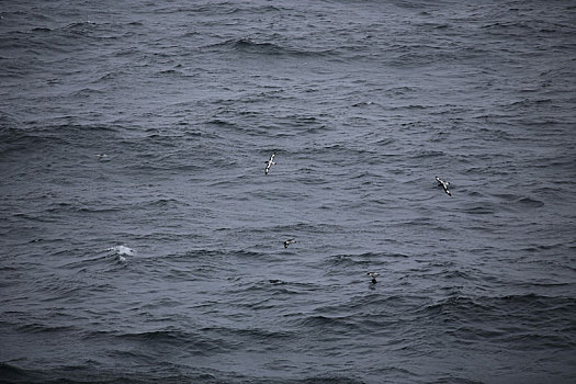 大海上的南极海鸥