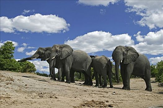 非洲,灌木,大象,非洲象,乔贝,河,国家公园,博茨瓦纳