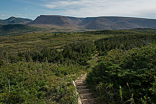 暸望,小路,山,格罗莫讷国家公园,纽芬兰,拉布拉多犬,加拿大