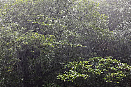雨,温带雨林,岛屿,日本