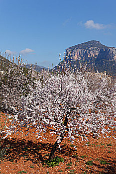 杏花,盛开,杏树,扁桃,山,马略卡岛,巴利阿里群岛,西班牙,欧洲