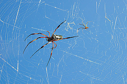 金色,蜘蛛,上郎蜘蛛,雌性,雄性,蜘蛛网,普拉兰岛,塞舌尔,非洲