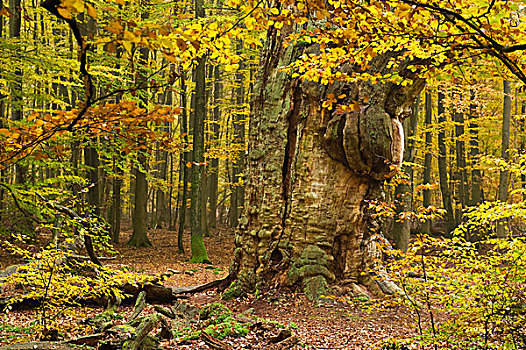 橡树,栎属,原始,树林,北方,黑森州,德国,欧洲