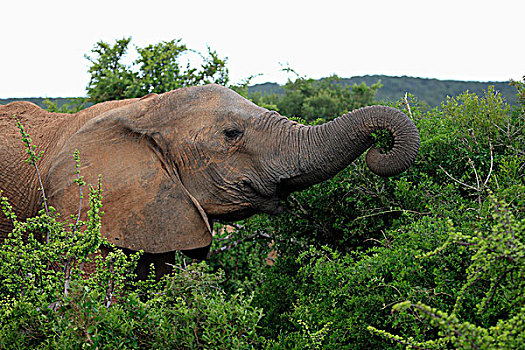 非洲象,幼兽,进食,觅食,头像,阿多大象国家公园,东开普省,南非,非洲