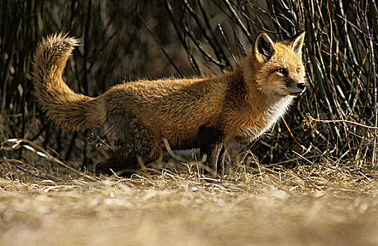 红狐,狐属,枝条