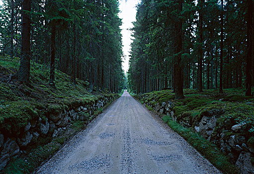 道路,树林