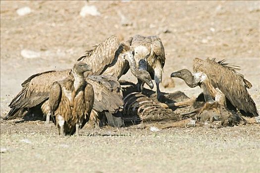 南非兀鹫,干枯河床,河,博茨瓦纳,非洲