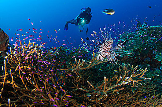 潜水,看,蓑鲉,悬空,高处,珊瑚,印度尼西亚
